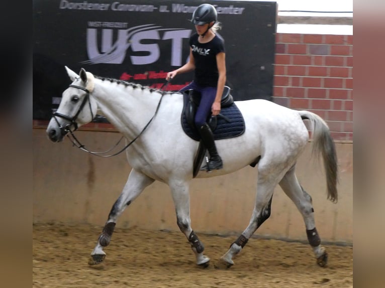 Westfaal Ruin 9 Jaar 188 cm  in Dorsten