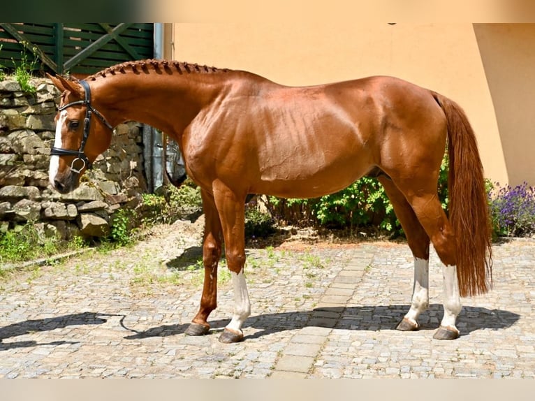 Westfale Hengst 10 Jahre 168 cm Dunkelfuchs in Brno
