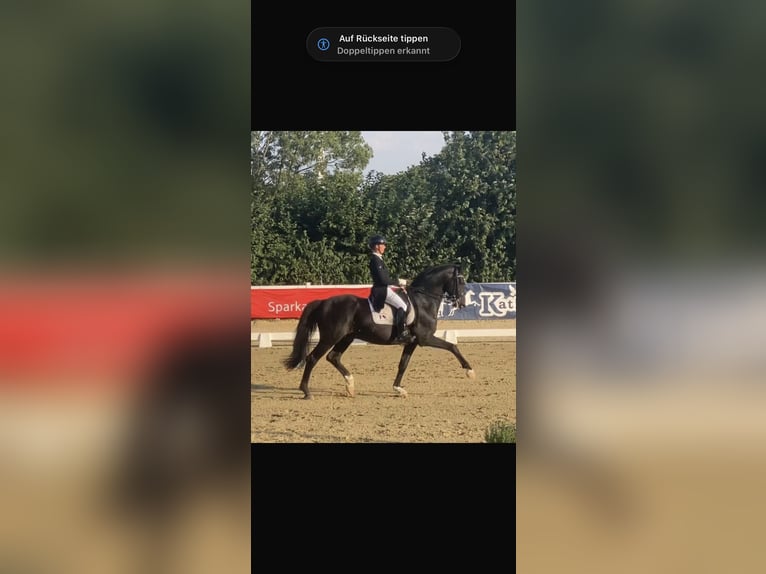 Westfale Hengst 11 Jahre 167 cm Rappe in Krefeld