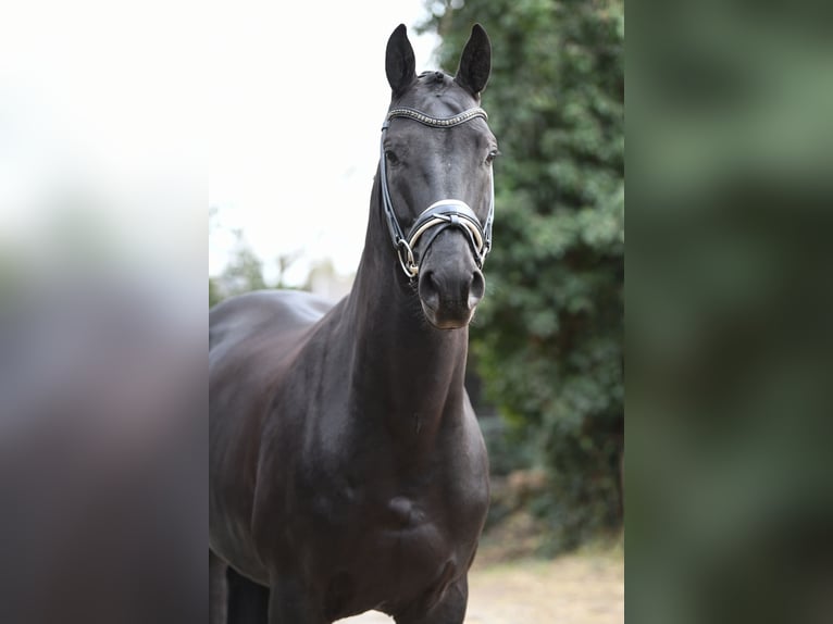 Westfale Hengst 11 Jahre 167 cm Rappe in Krefeld
