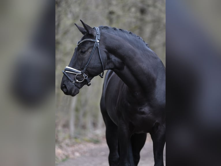 Westfale Hengst 11 Jahre 167 cm Rappe in Krefeld
