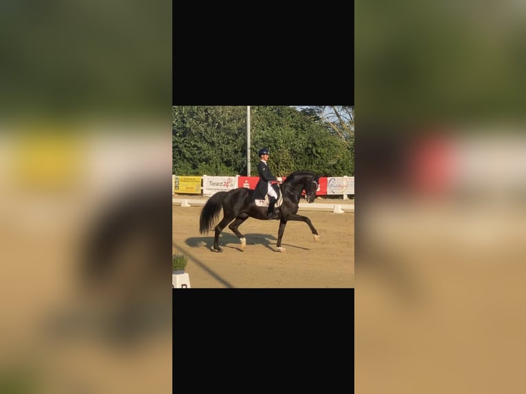 Westfale Hengst 11 Jahre 167 cm Rappe in Krefeld