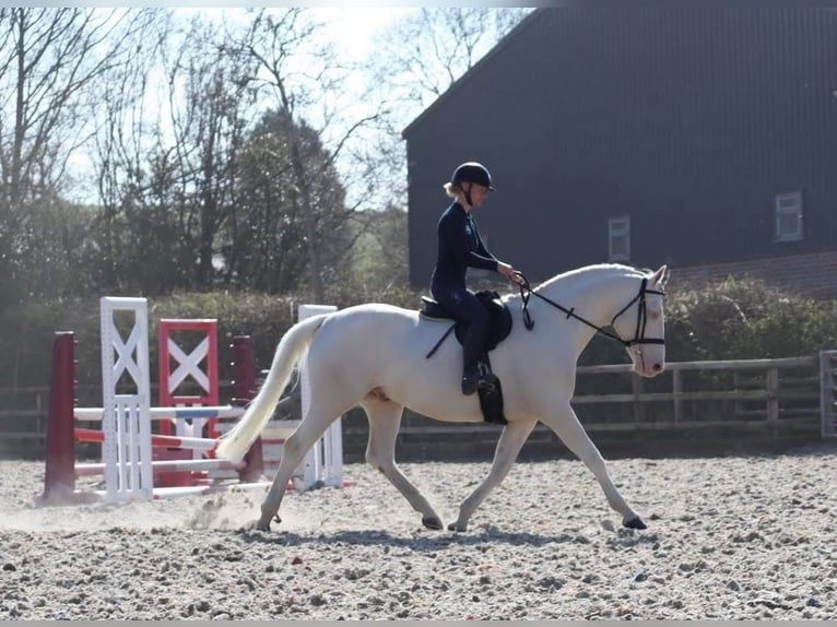 Westfale Hengst 14 Jahre 163 cm Cremello in Knighton