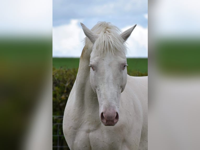 Westfale Hengst 14 Jahre 163 cm Cremello in Knighton