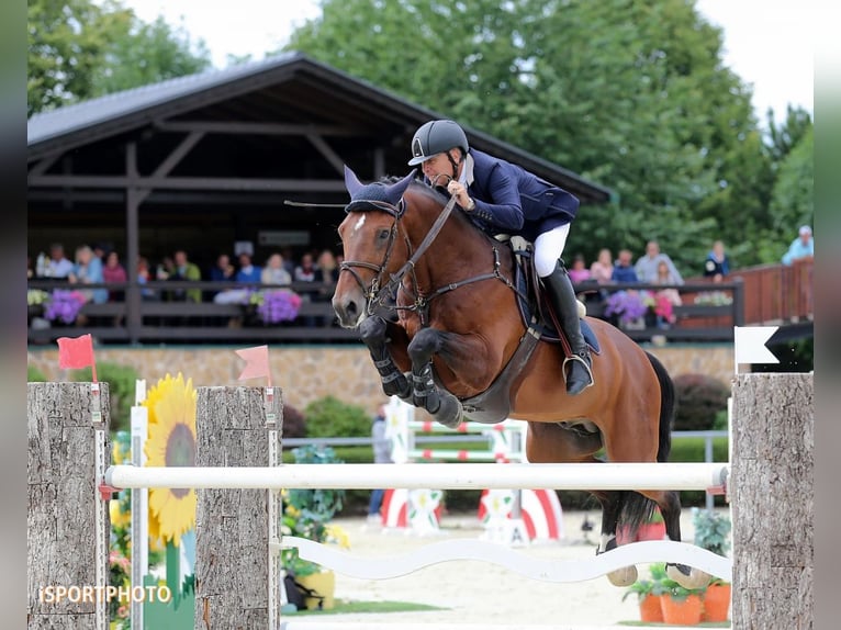 Westfale Hengst 17 Jahre 173 cm Brauner in Ebreichsdorf