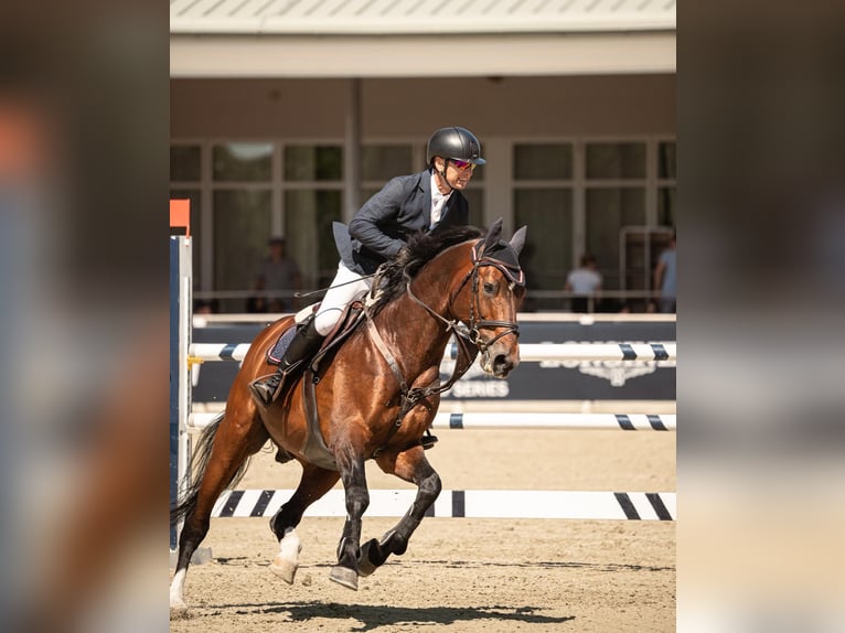 Westfale Hengst 17 Jahre 173 cm Brauner in Ebreichsdorf