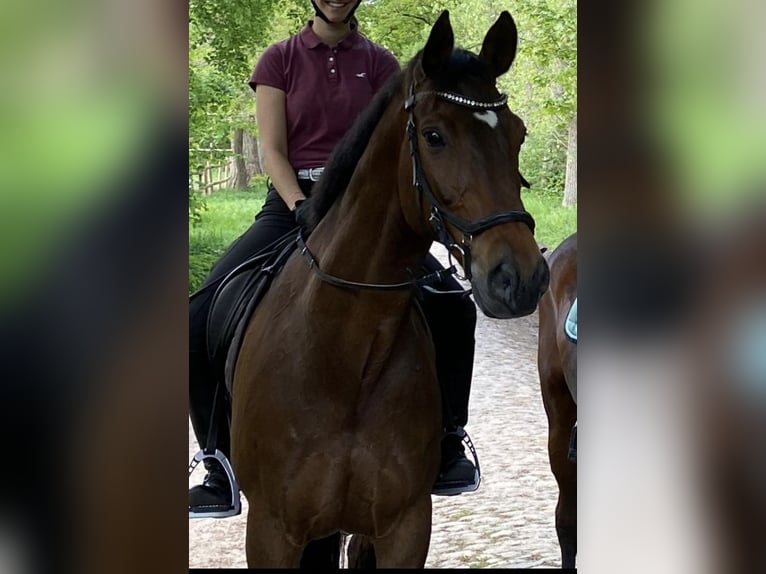 Westfale Hengst 18 Jahre 170 cm Brauner in Rehm-Flehde-Bargen