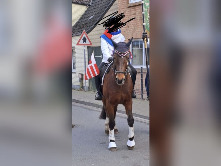 Westfale Hengst 18 Jahre 170 cm Brauner in Rehm-Flehde-Bargen