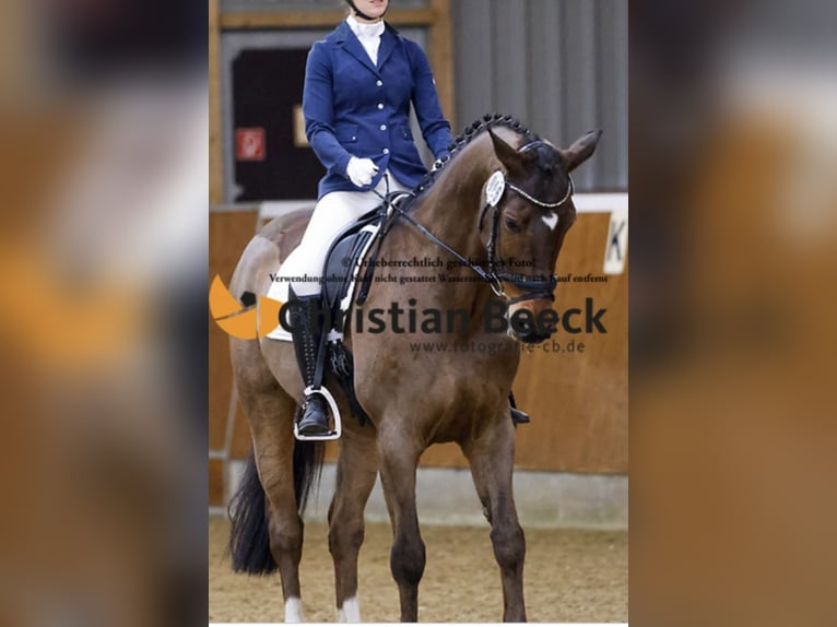 Westfale Hengst 18 Jahre 170 cm Brauner in Rehm-Flehde-Bargen