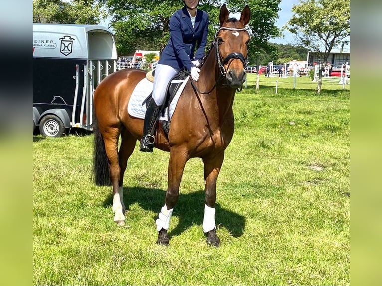 Westfale Hengst 18 Jahre 170 cm Brauner in Rehm-Flehde-Bargen