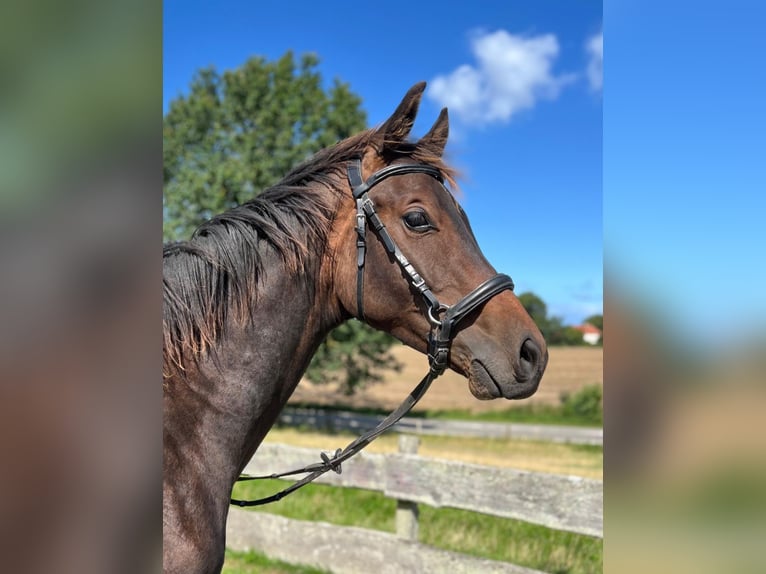 Westfale Hengst 1 Jahr 145 cm Dunkelbrauner in Kronsgaard