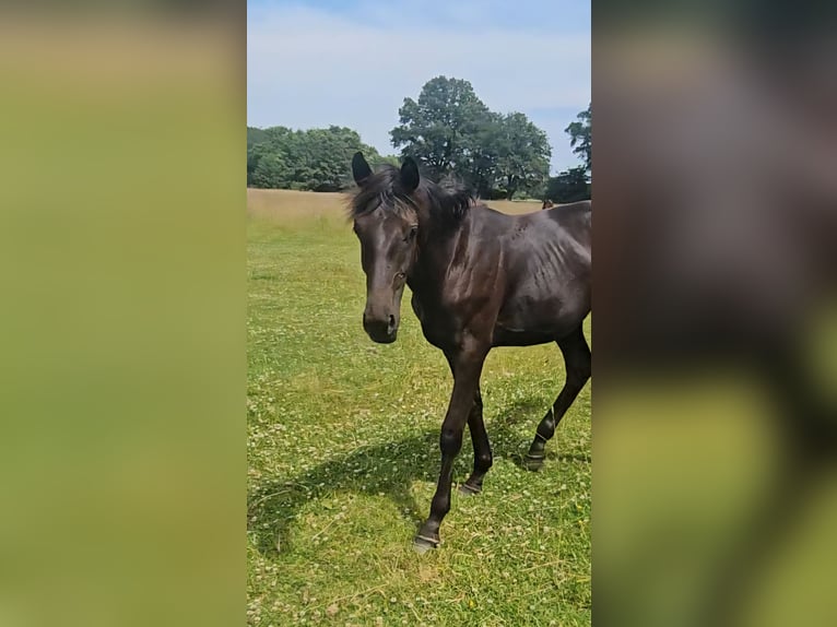 Westfale Hengst 1 Jahr 146 cm in Appen