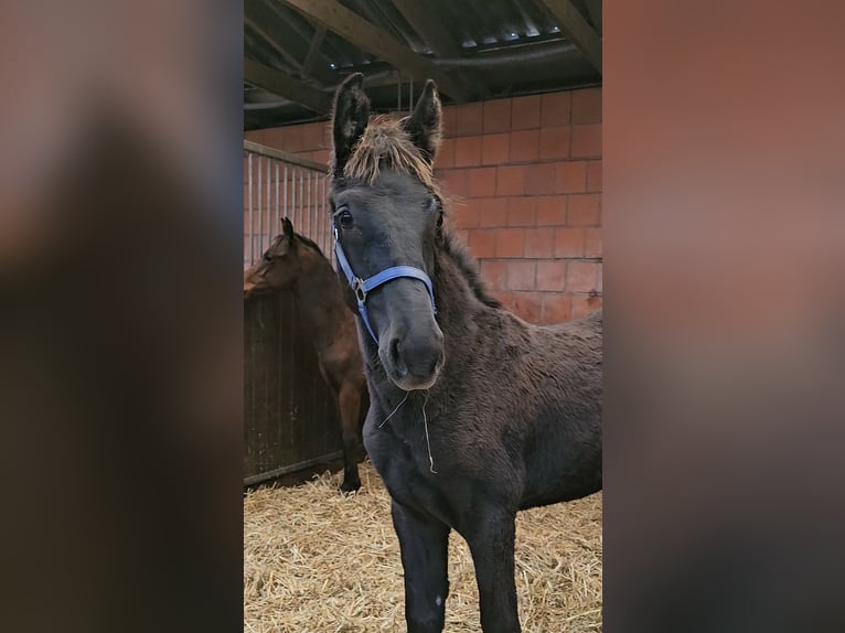 Westfale Hengst 1 Jahr 146 cm in Appen