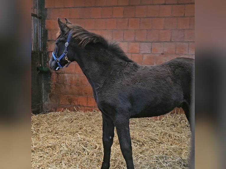 Westfale Hengst 1 Jahr 146 cm in Appen