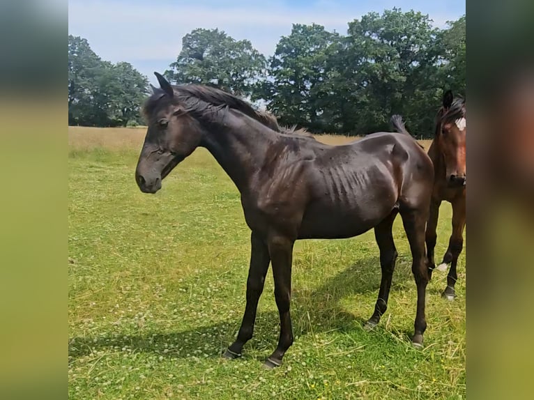 Westfale Hengst 1 Jahr 146 cm in Appen