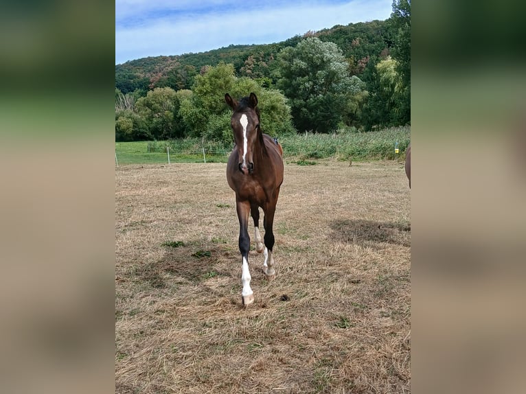 Westfale Hengst 1 Jahr 160 cm Brauner in Weilerbach