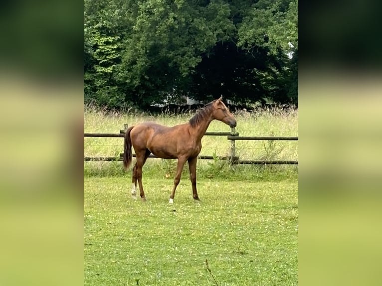 Westfale Hengst 1 Jahr 160 cm Dunkelfuchs in TelgteTelgte