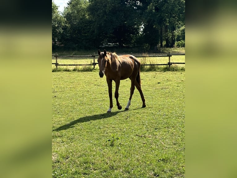 Westfale Hengst 1 Jahr 160 cm Dunkelfuchs in TelgteTelgte