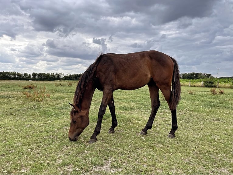 Westfale Hengst 1 Jahr 168 cm Brauner in Rosendahl