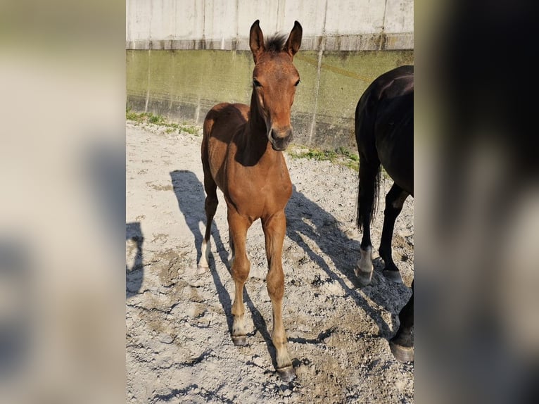 Westfale Hengst 1 Jahr 169 cm Brauner in Dörrmorschel