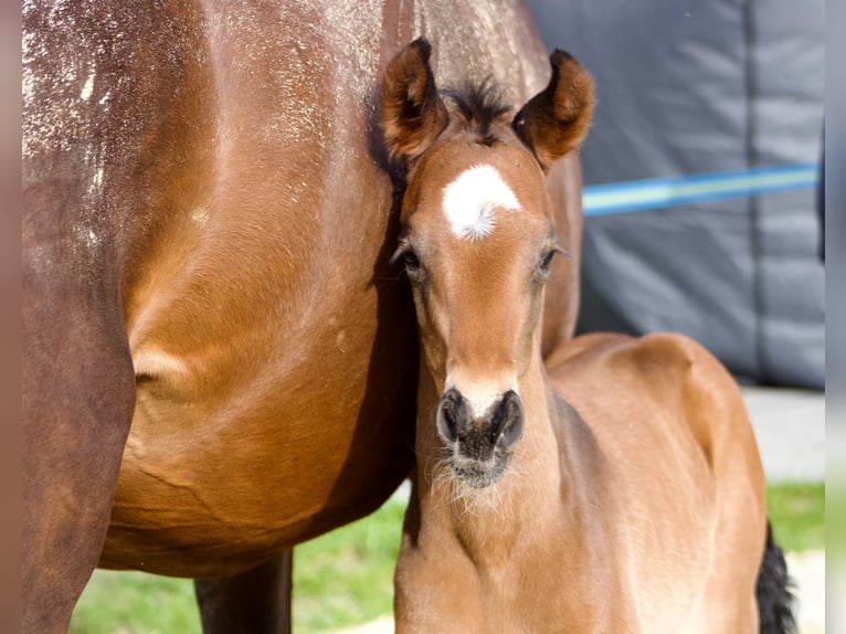 Westfale Hengst 1 Jahr 170 cm Brauner in Dortmund