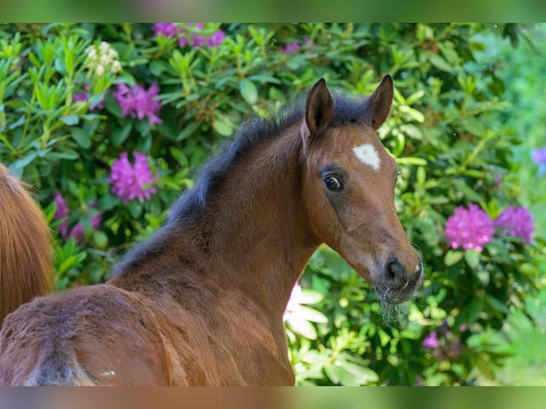 Westfale Hengst 1 Jahr 170 cm Brauner in Cappeln (Oldenburg)