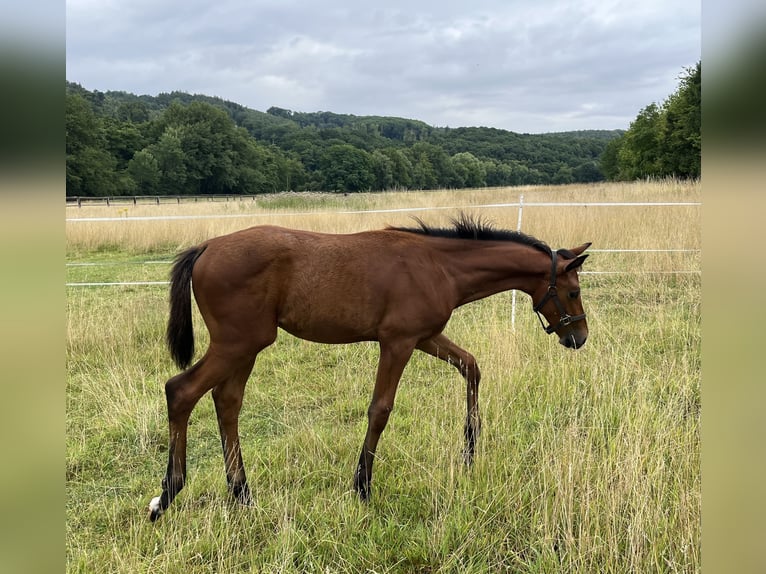 Westfale Hengst 1 Jahr 170 cm Brauner in Schwerte