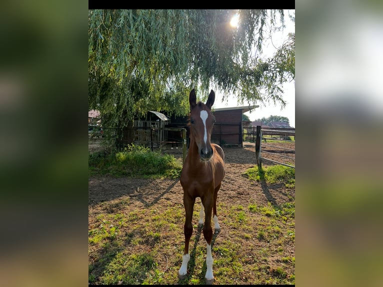 Westfale Hengst 1 Jahr 170 cm Dunkelbrauner in Borken