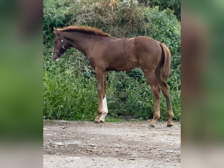 Westfale Hengst 1 Jahr 170 cm Dunkelfuchs in Emmerthal