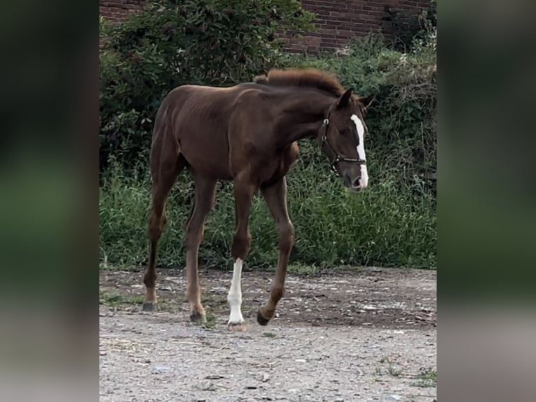 Westfale Hengst 1 Jahr 170 cm Dunkelfuchs in Emmerthal