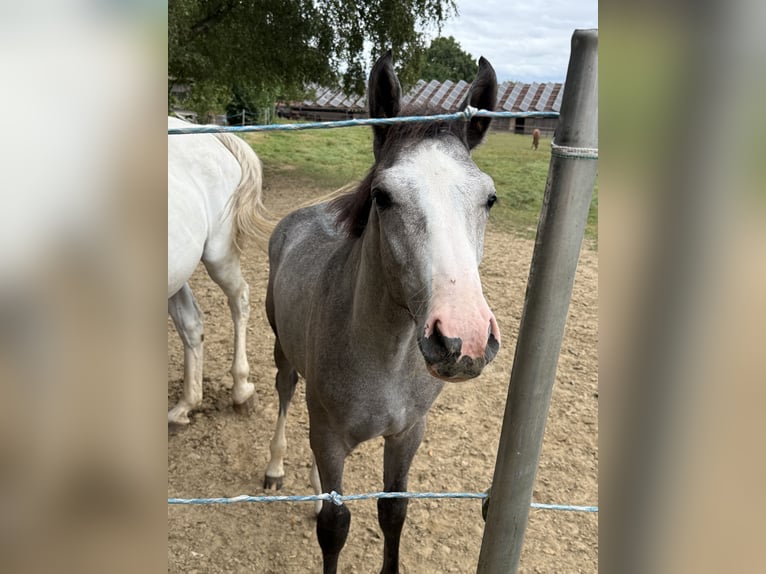 Westfale Hengst 1 Jahr 170 cm Kann Schimmel werden in Melle