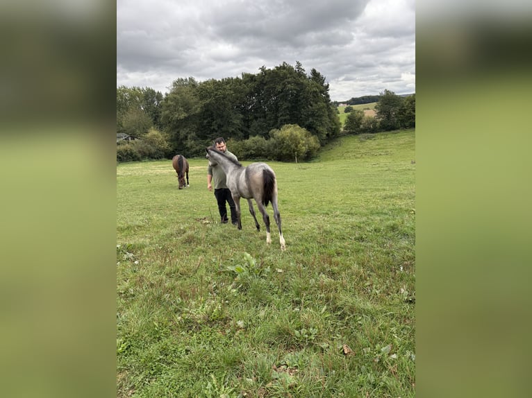Westfale Hengst 1 Jahr 170 cm Kann Schimmel werden in Melle