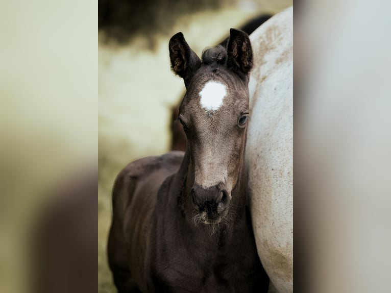 Westfale Hengst 1 Jahr 170 cm Rappe in Melle