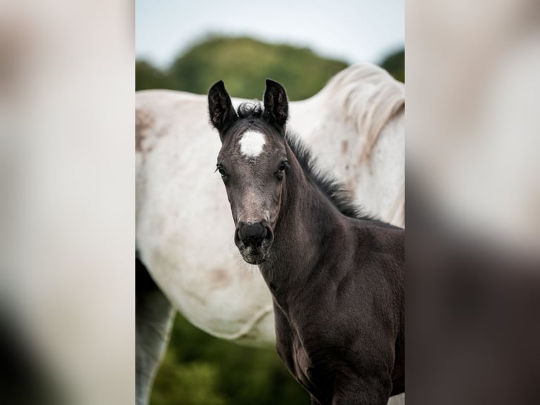 Westfale Hengst 1 Jahr 170 cm Rappe in Melle