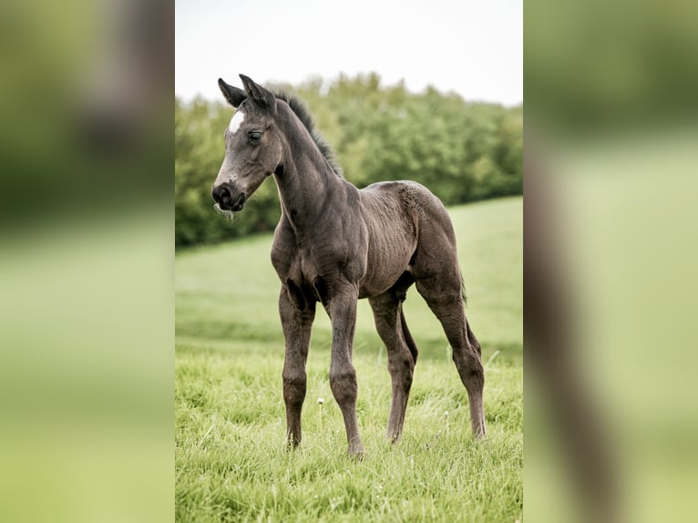 Westfale Hengst 1 Jahr 170 cm Rappe in Melle