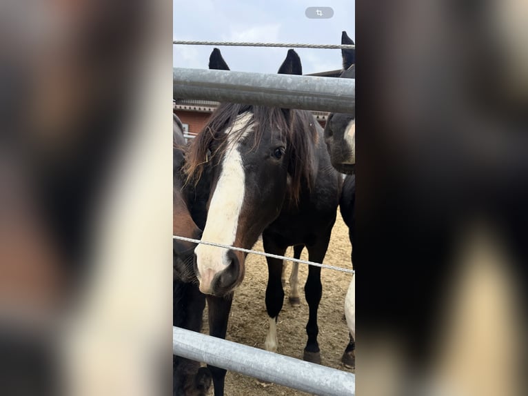 Westfale Hengst 1 Jahr 170 cm Schwarzbrauner in Melle