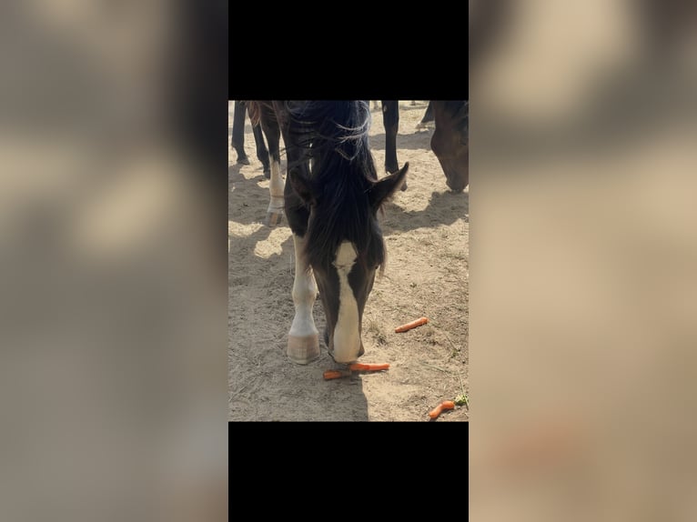 Westfale Hengst 1 Jahr 170 cm Schwarzbrauner in Melle