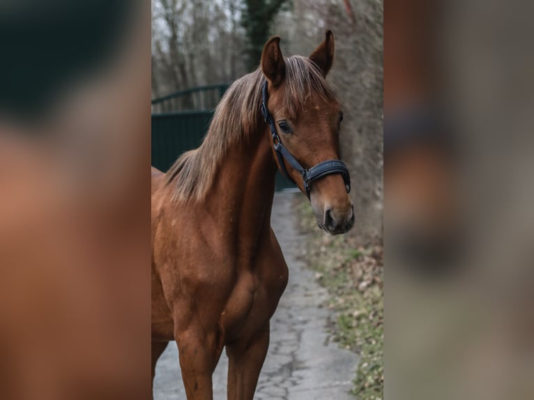 Westfale Hengst 1 Jahr 172 cm Dunkelfuchs in Lippstadt