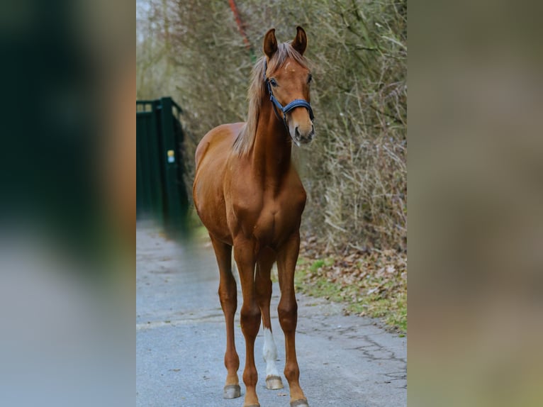 Westfale Hengst 1 Jahr 172 cm Dunkelfuchs in Lippstadt