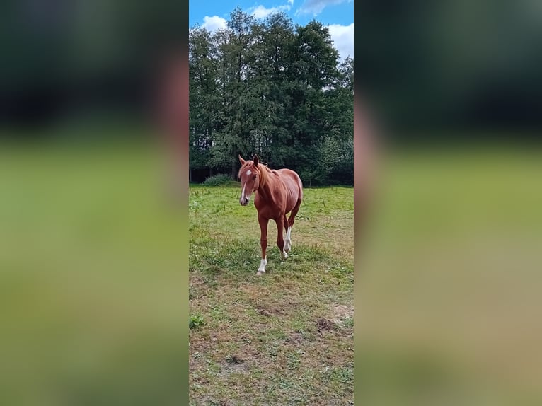 Westfale Hengst 1 Jahr 172 cm Dunkelfuchs in Hasbergen