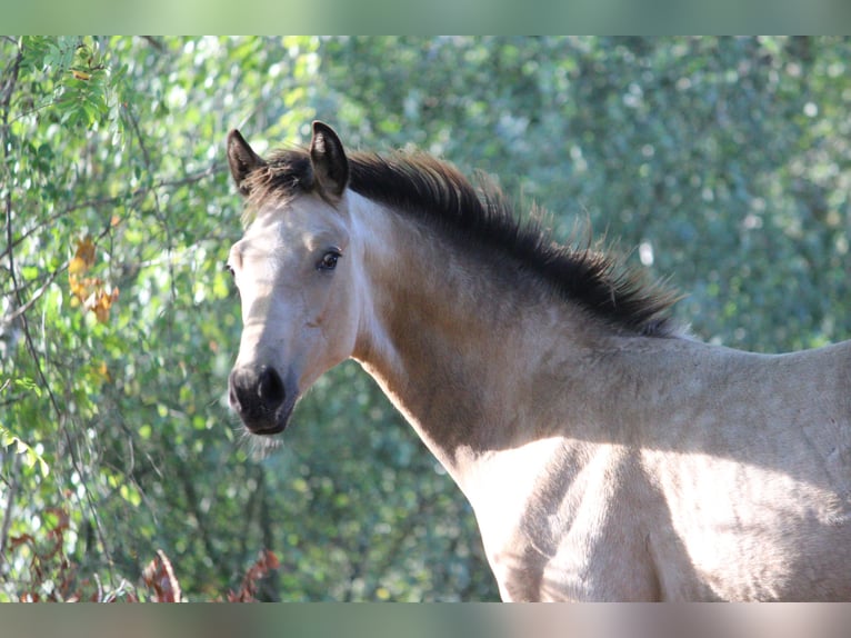 Westfale Hengst 1 Jahr 175 cm Buckskin in Edemissen