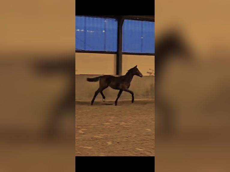Westfale Hengst 1 Jahr 175 cm Dunkelbrauner in Kleve
