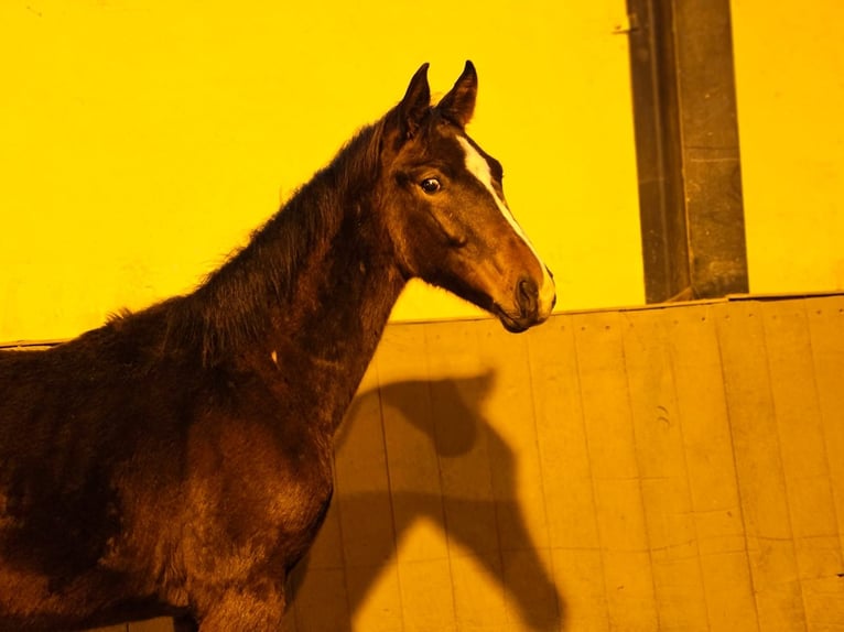 Westfale Hengst 1 Jahr 175 cm Dunkelbrauner in Kleve
