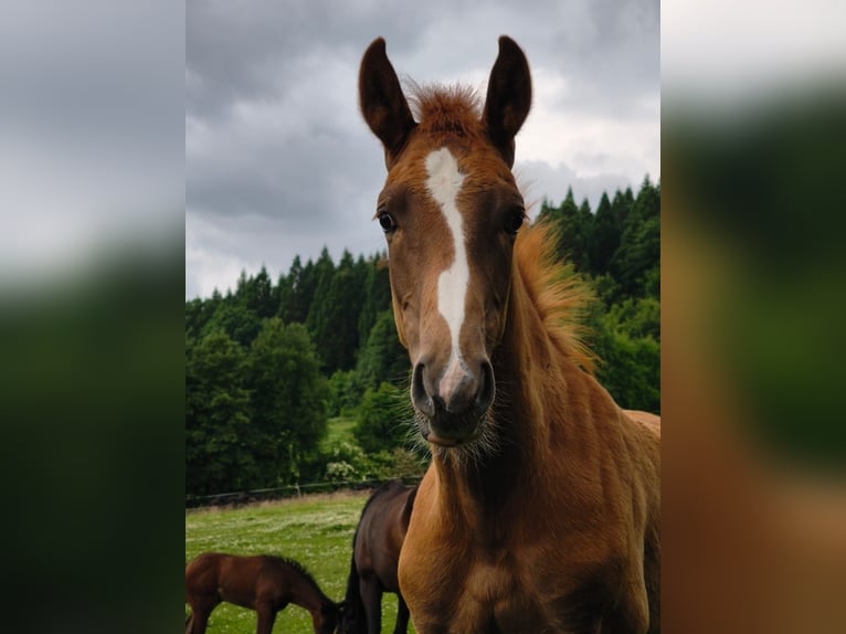 Westfale Hengst 1 Jahr 175 cm Fuchs in Göttingen