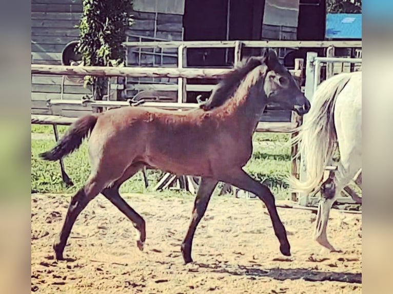 Westfale Hengst 1 Jahr Blauschimmel in Appen