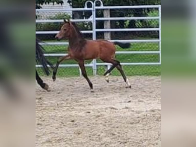 Westfale Hengst 1 Jahr Brauner in Borchen