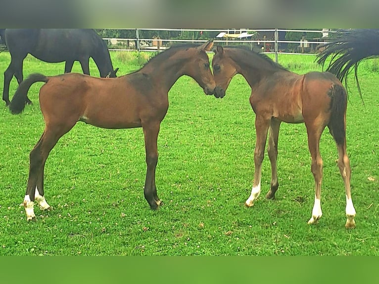 Westfale Hengst 1 Jahr Brauner in Borchen