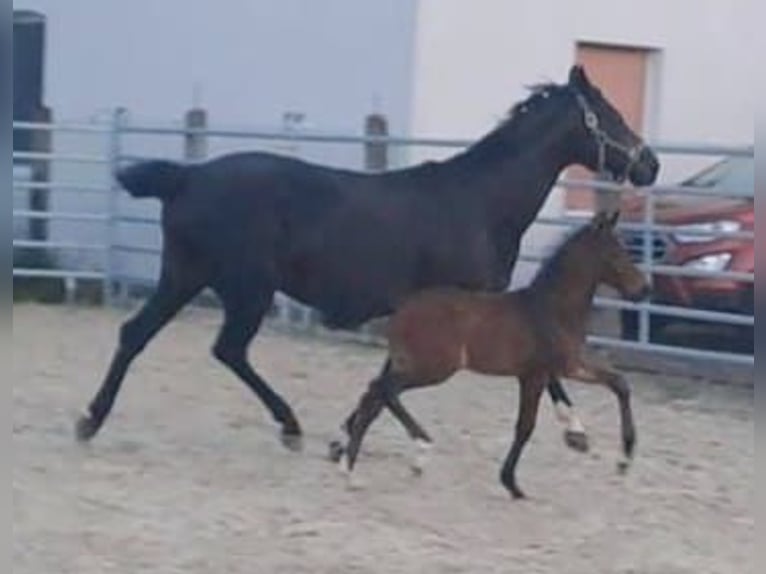 Westfale Hengst 1 Jahr Brauner in Borchen