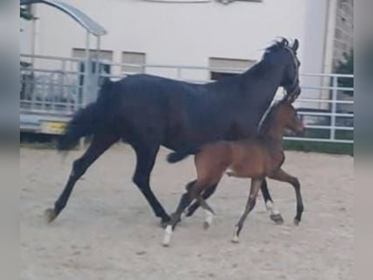 Westfale Hengst 1 Jahr Brauner in Borchen