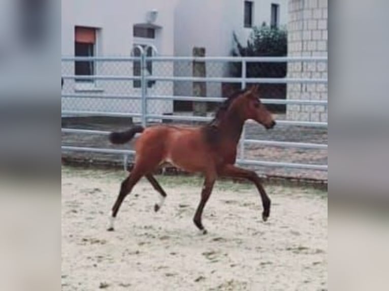 Westfale Hengst 1 Jahr Brauner in Borchen